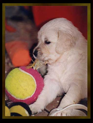 Index of /golden-retriever/BB de Pam et Must Index of /golden-retriever/BB de Pam et Must
